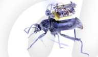 FEATURE -  Aus Insektensicht: Winzige Videokamera auf Käfer montiert gibt Einblicke