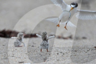 FEATURE - Seltene Kolonie von Zwergseeschwalben in Florida