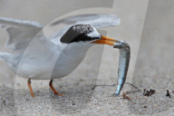 FEATURE - Seltene Kolonie von Zwergseeschwalben in Florida