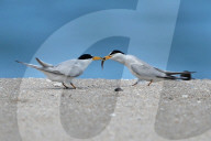 FEATURE - Seltene Kolonie von Zwergseeschwalben in Florida