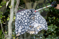 ‘It was so gross, I nearly cried’: Meet the UK’s litter-picking army – fighting our rising tide of filth. Thousands of volunteers are trying to keep Britain clean as people go wild after lockdown. We join some in Bournemouth, as they face the disca