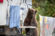 FEATURE -  Braunbär nimmt an Tisch bei Wohnmobil Platz