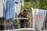 FEATURE -  Braunbär nimmt an Tisch bei Wohnmobil Platz