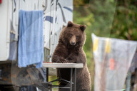 FEATURE -  Braunbär nimmt an Tisch bei Wohnmobil Platz