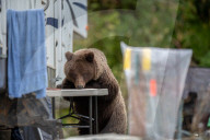FEATURE -  Braunbär nimmt an Tisch bei Wohnmobil Platz