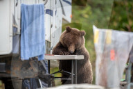 FEATURE -  Braunbär nimmt an Tisch bei Wohnmobil Platz