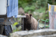 FEATURE -  Braunbär nimmt an Tisch bei Wohnmobil Platz