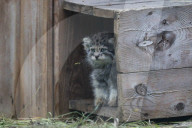 FEATURE - Junge Manule im Zoo von Novosibirsk