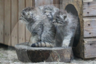 FEATURE - Junge Manule im Zoo von Novosibirsk