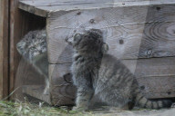FEATURE - Junge Manule im Zoo von Novosibirsk