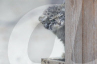 FEATURE - Junge Manule im Zoo von Novosibirsk