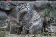 FEATURE - Junge Manule im Zoo von Novosibirsk