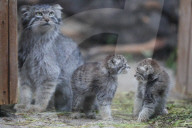 FEATURE - Junge Manule im Zoo von Novosibirsk