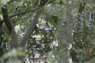NEWS - Vermisstenfall Maddie McCann: Durchsuchung und Grabung in einem Kleingarten in Zusammenhang in Seelze 