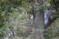 NEWS - Vermisstenfall Maddie McCann: Durchsuchung und Grabung in einem Kleingarten in Zusammenhang in Seelze 