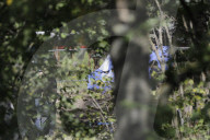 NEWS - Vermisstenfall Maddie McCann: Durchsuchung und Grabung in einem Kleingarten in Zusammenhang in Seelze 