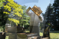 Bees have been thriving during lockdown, thanks to lower air pollution levels and a slowdown in road traffic.