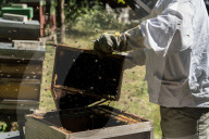 Bees have been thriving during lockdown, thanks to lower air pollution levels and a slowdown in road traffic.