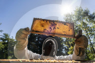 Bees have been thriving during lockdown, thanks to lower air pollution levels and a slowdown in road traffic.