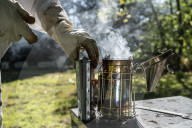 Bees have been thriving during lockdown, thanks to lower air pollution levels and a slowdown in road traffic.