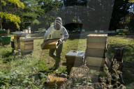 Bees have been thriving during lockdown, thanks to lower air pollution levels and a slowdown in road traffic.