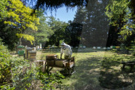 Bees have been thriving during lockdown, thanks to lower air pollution levels and a slowdown in road traffic.