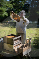 Bees have been thriving during lockdown, thanks to lower air pollution levels and a slowdown in road traffic.