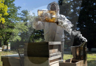 Bees have been thriving during lockdown, thanks to lower air pollution levels and a slowdown in road traffic.