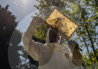Bees have been thriving during lockdown, thanks to lower air pollution levels and a slowdown in road traffic.