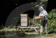 Bees have been thriving during lockdown, thanks to lower air pollution levels and a slowdown in road traffic.