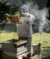 Bees have been thriving during lockdown, thanks to lower air pollution levels and a slowdown in road traffic.