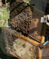 Bees have been thriving during lockdown, thanks to lower air pollution levels and a slowdown in road traffic.