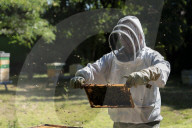 Bees have been thriving during lockdown, thanks to lower air pollution levels and a slowdown in road traffic.