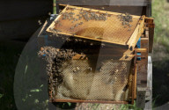 Bees have been thriving during lockdown, thanks to lower air pollution levels and a slowdown in road traffic.