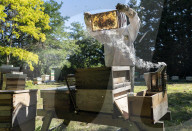 Bees have been thriving during lockdown, thanks to lower air pollution levels and a slowdown in road traffic.
