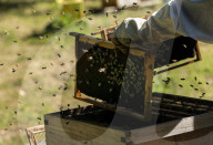 Bees have been thriving during lockdown, thanks to lower air pollution levels and a slowdown in road traffic.