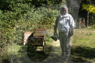 Bees have been thriving during lockdown, thanks to lower air pollution levels and a slowdown in road traffic.