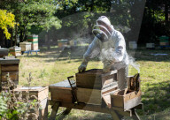 Bees have been thriving during lockdown, thanks to lower air pollution levels and a slowdown in road traffic.