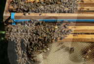 Bees have been thriving during lockdown, thanks to lower air pollution levels and a slowdown in road traffic.