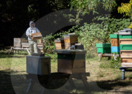 Bees have been thriving during lockdown, thanks to lower air pollution levels and a slowdown in road traffic.