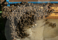 Bees have been thriving during lockdown, thanks to lower air pollution levels and a slowdown in road traffic.