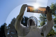 Bees have been thriving during lockdown, thanks to lower air pollution levels and a slowdown in road traffic.