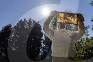 Bees have been thriving during lockdown, thanks to lower air pollution levels and a slowdown in road traffic.