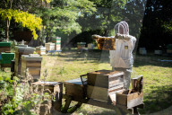 Bees have been thriving during lockdown, thanks to lower air pollution levels and a slowdown in road traffic.