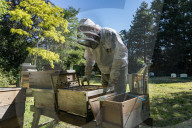 Bees have been thriving during lockdown, thanks to lower air pollution levels and a slowdown in road traffic.