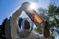 Bees have been thriving during lockdown, thanks to lower air pollution levels and a slowdown in road traffic.