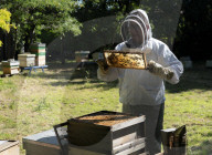 Bees have been thriving during lockdown, thanks to lower air pollution levels and a slowdown in road traffic.
