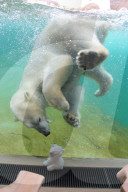 FEATURE - Park in Belgien bietet hautnahe Einblicke in die Welt der wilden Tiere