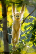 FEATURE - Goldmeerkatzen im Qinling-Gebirge in Xi'an, China
