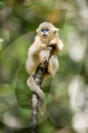 FEATURE - Goldmeerkatzen im Qinling-Gebirge in Xi'an, China